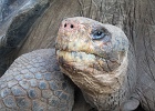 Animals of the Galapagos